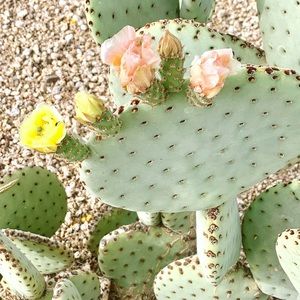 Meet your Posher, Payton